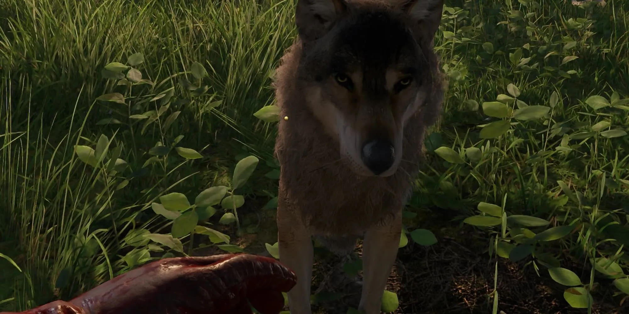 Mod Harmless Dogs cho Kingdom Come Deliverance 2 của dankjoejo trên Nexus Mods