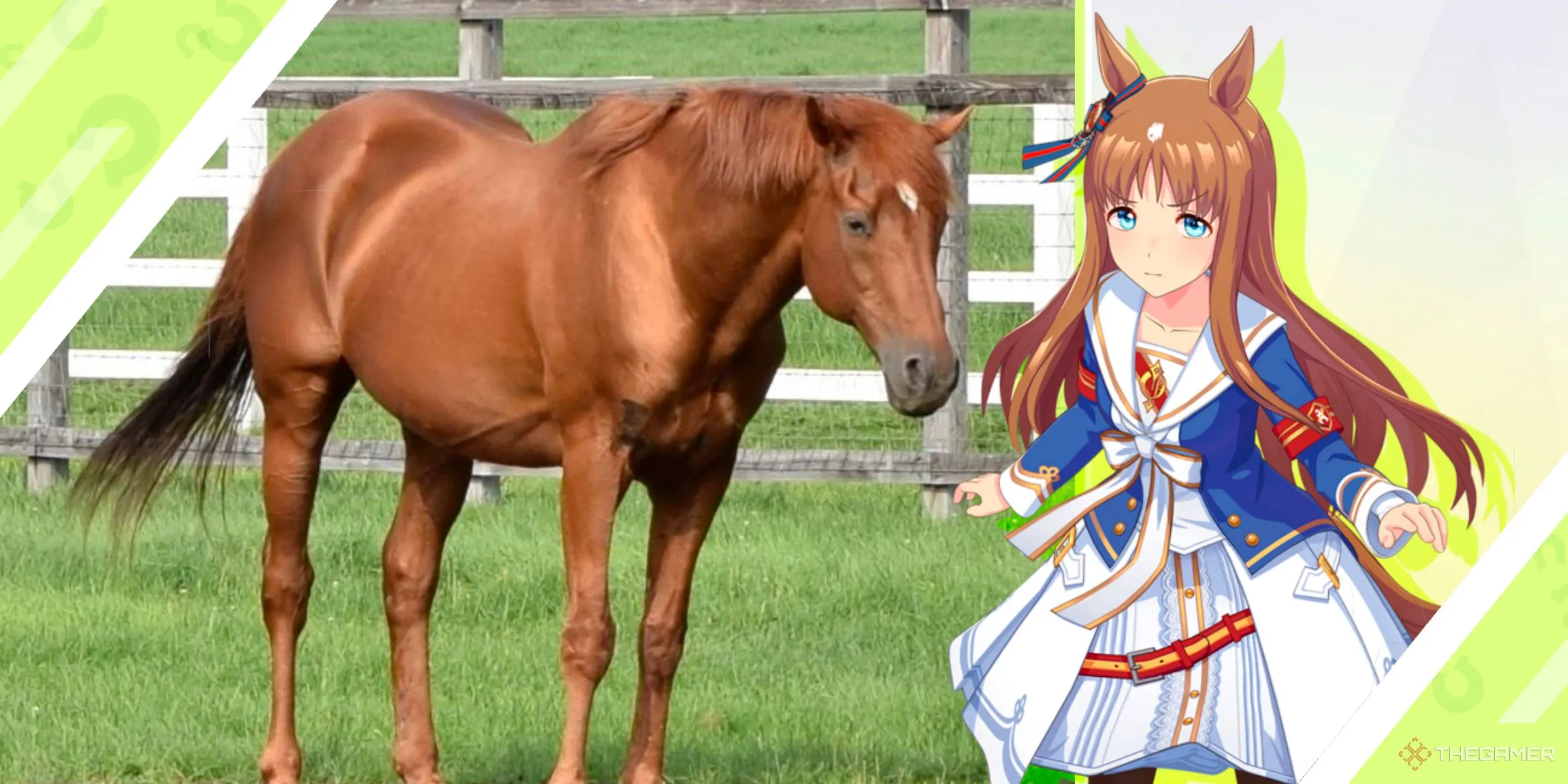 Ngựa đua Grass Wonder và nhân vật Umamusume Grass Wonder.